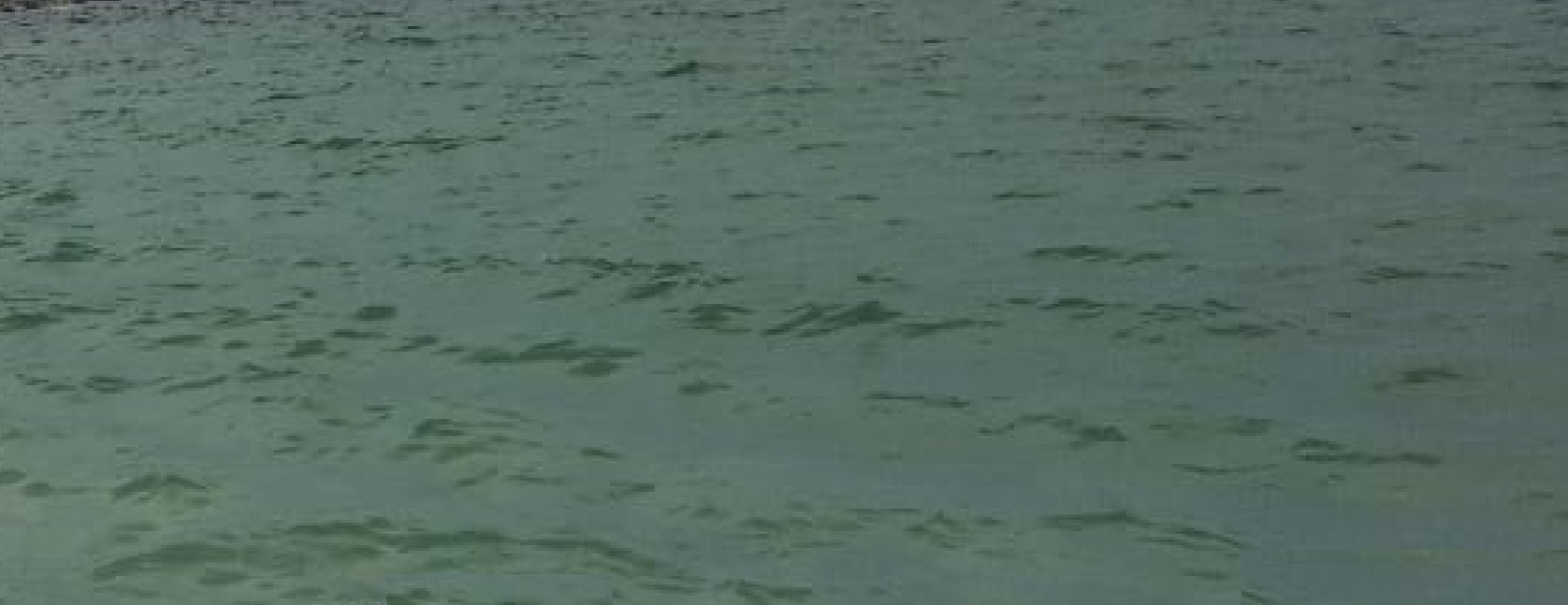 Meet Wild Dolphins at Monkey Mia, Australia